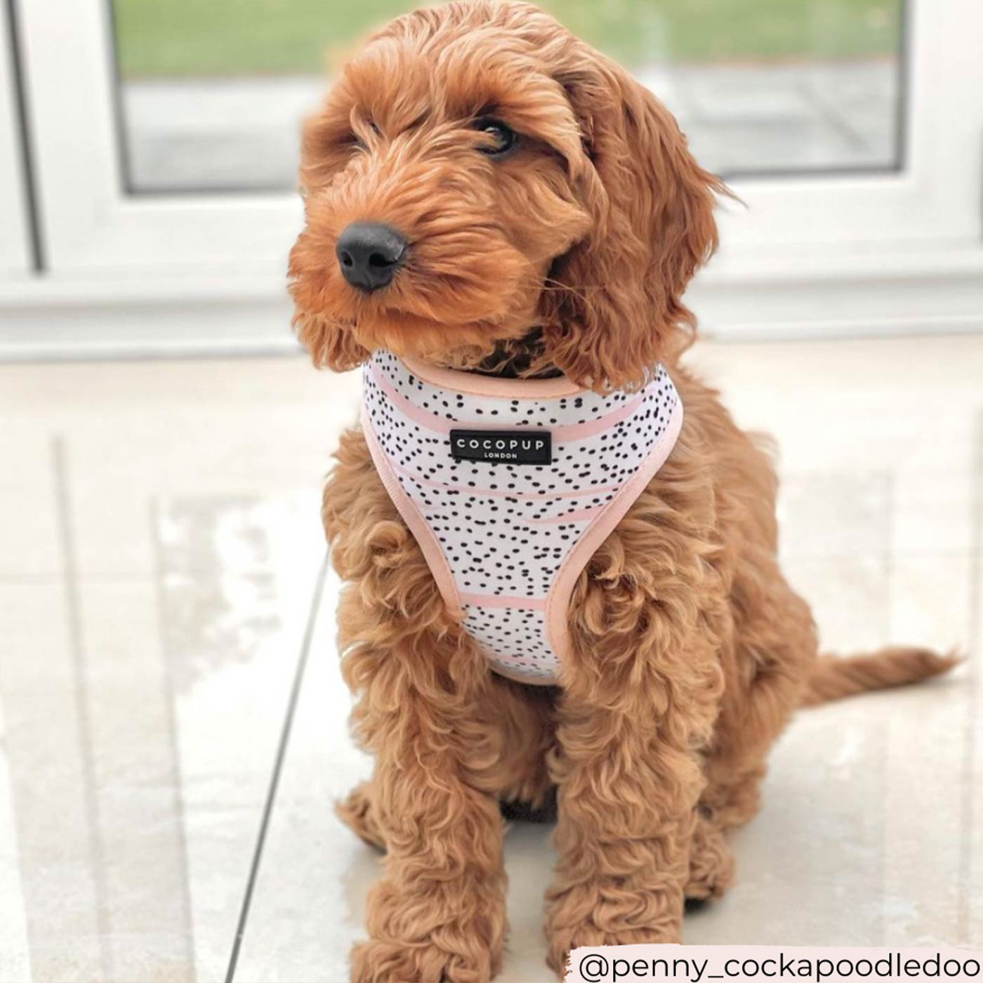 Cockapoo Beds, Collars, and Accessories | Lords & Labradors