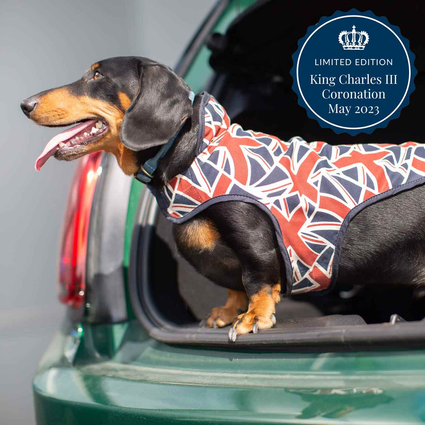 King's Coronation Miniature Dachshund Coat by Lords & Labradors