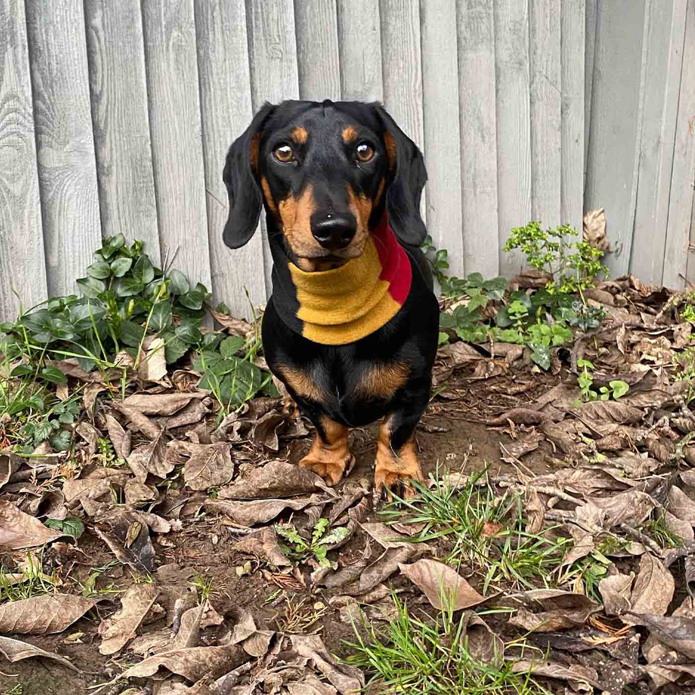  Accessorise Your Pet, With Our Stunning Snood For Dachshunds! Comes In One Size, And Totally Machine Washable, Available To Personalise Now at Lords & Labradors