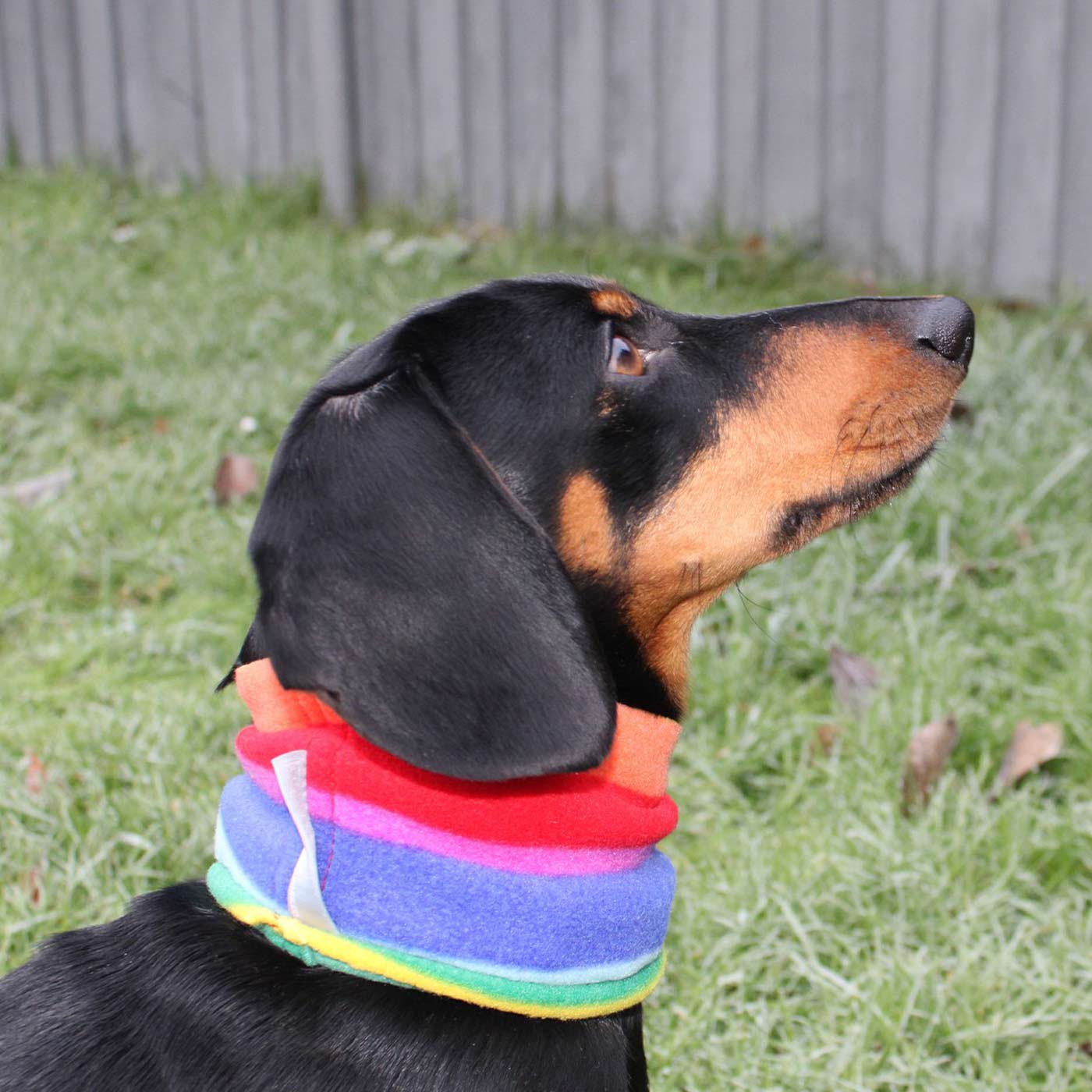  Accessorise Your Pet, With Our Stunning Snood For Dachshunds! Comes In One Size, And Totally Machine Washable, Available To Personalise Now at Lords & Labradors