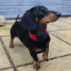 Dachshund Snood by Lords & Labradors