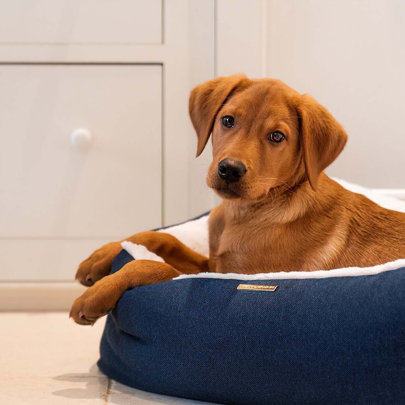 Discover This Luxurious Box Bed For Dogs, Made Using Beautiful Twill Fabric To Craft The Perfect Dog Box Bed! In Stunning Navy Denim, Available Now at Lords & Labradors    