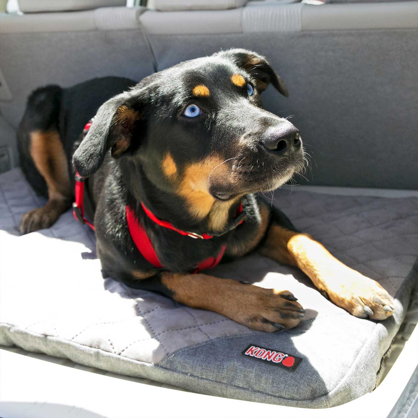 KONG Fold-up Travel Mat Dog Travel Bed Lords Labradors