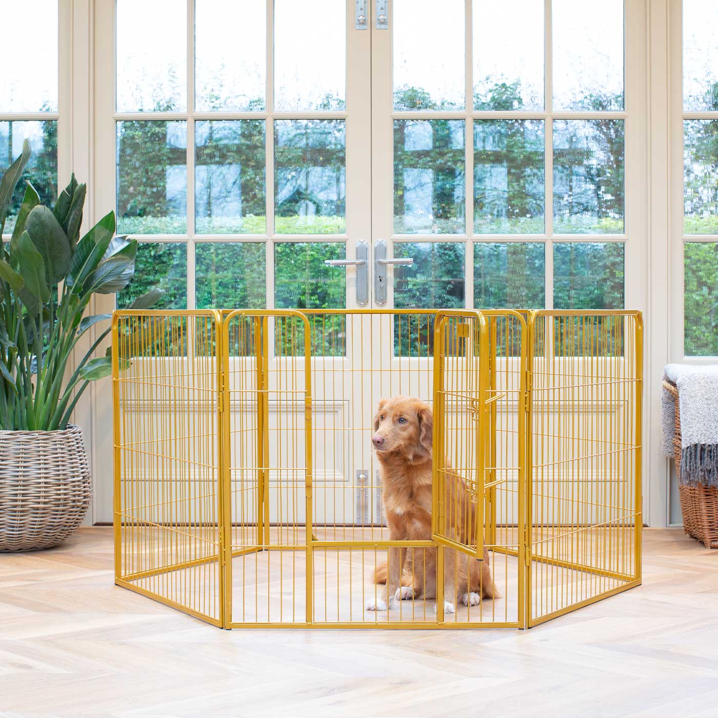 Ensure The Ultimate Puppy Safety with Our Heavy Duty 80cm High Gold Metal Play Pen, Crafted to Take Your Pet Right Through Maturity! Powder Coated to Be Extra Hardwearing! 6 panels that are 80cm high and attachments to connect to any crate. The modular system allows you to change the puppy pen shape with multiple layouts! Available To Now at Lords & Labradors 