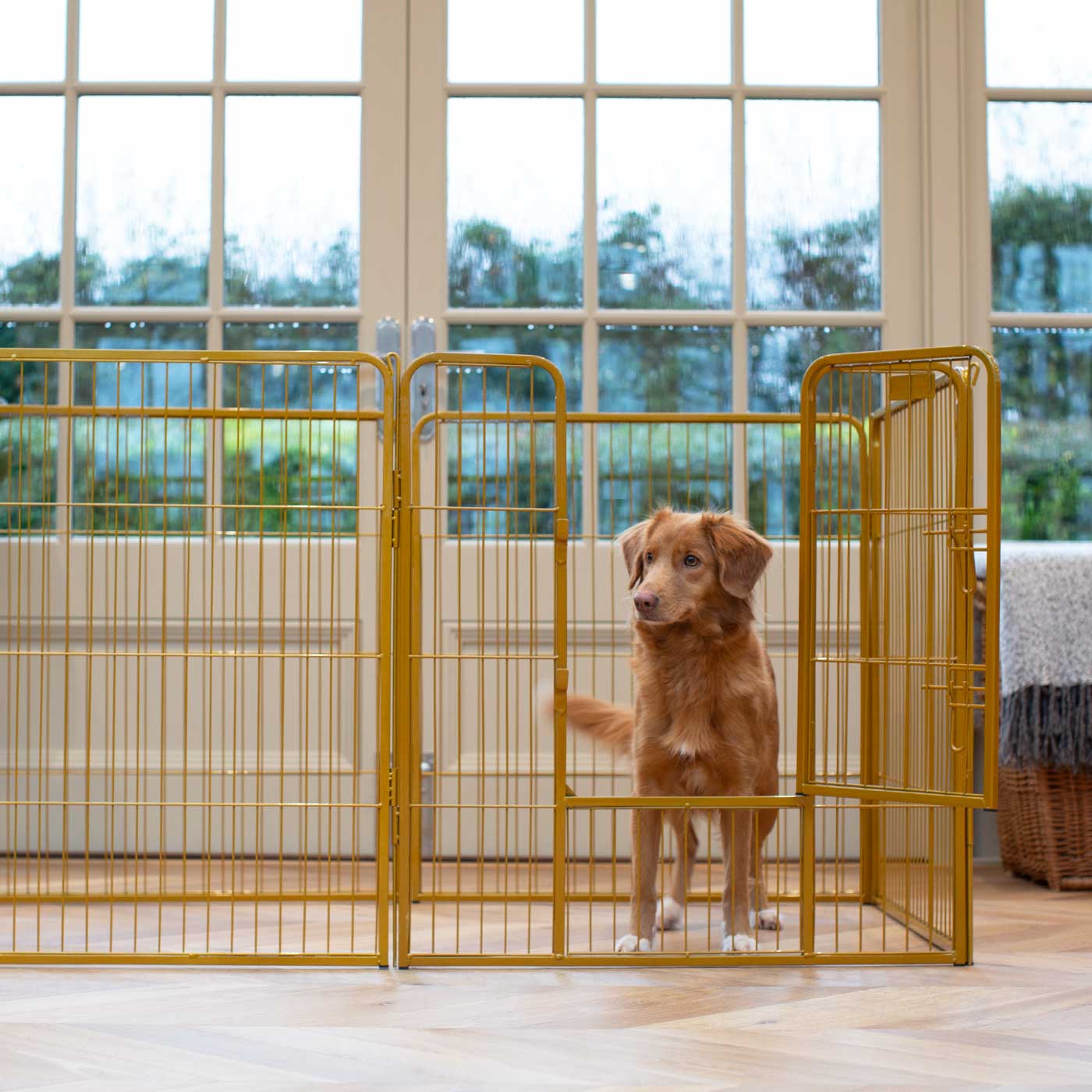 Gold 80cm High Puppy Play Pen Puppy Play Pens Lords Labradors