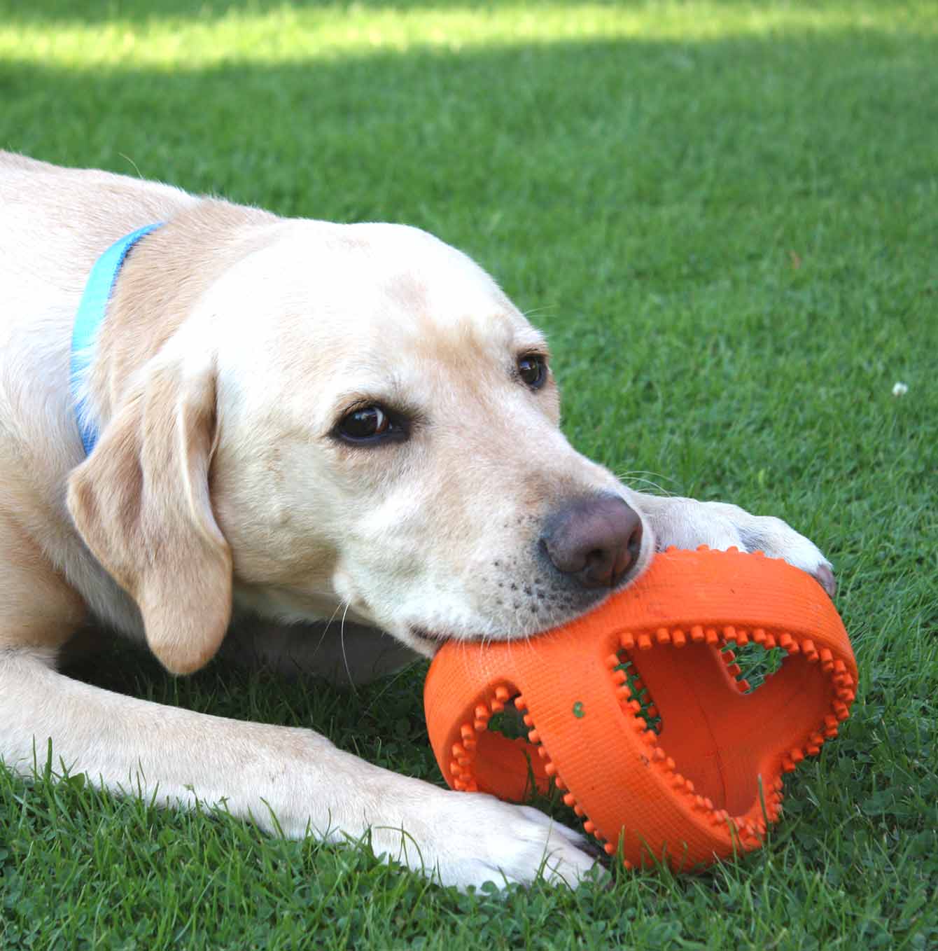 Grubber interactive football with dog 