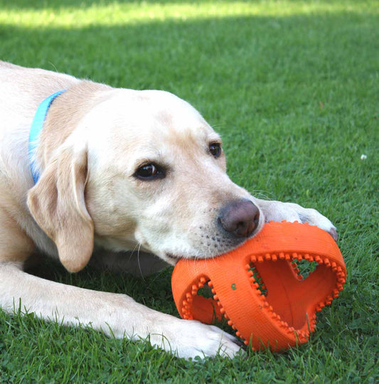 Grubber interactive football with dog 