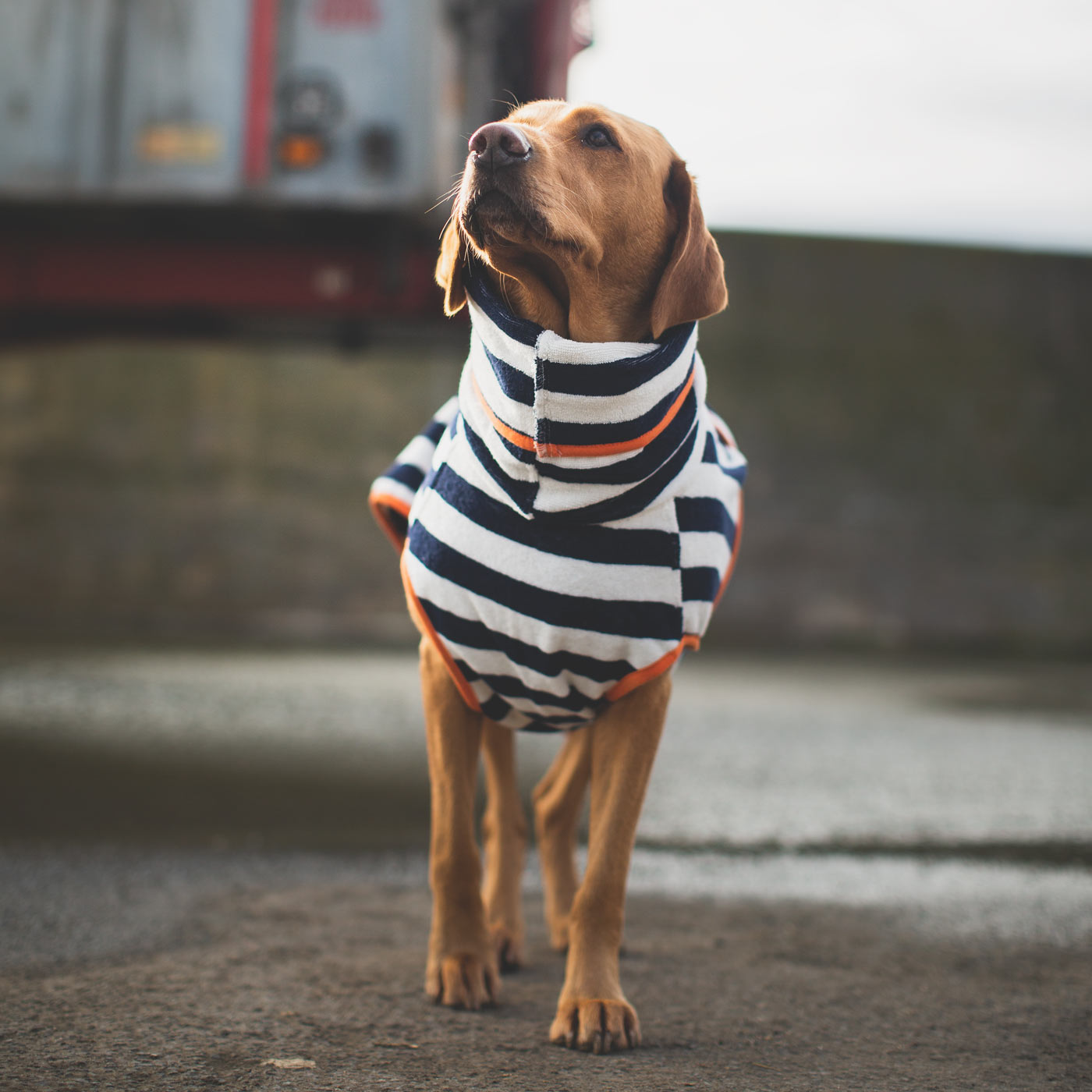 Harbour Hounds blue stripe drying robe worn by Labrador