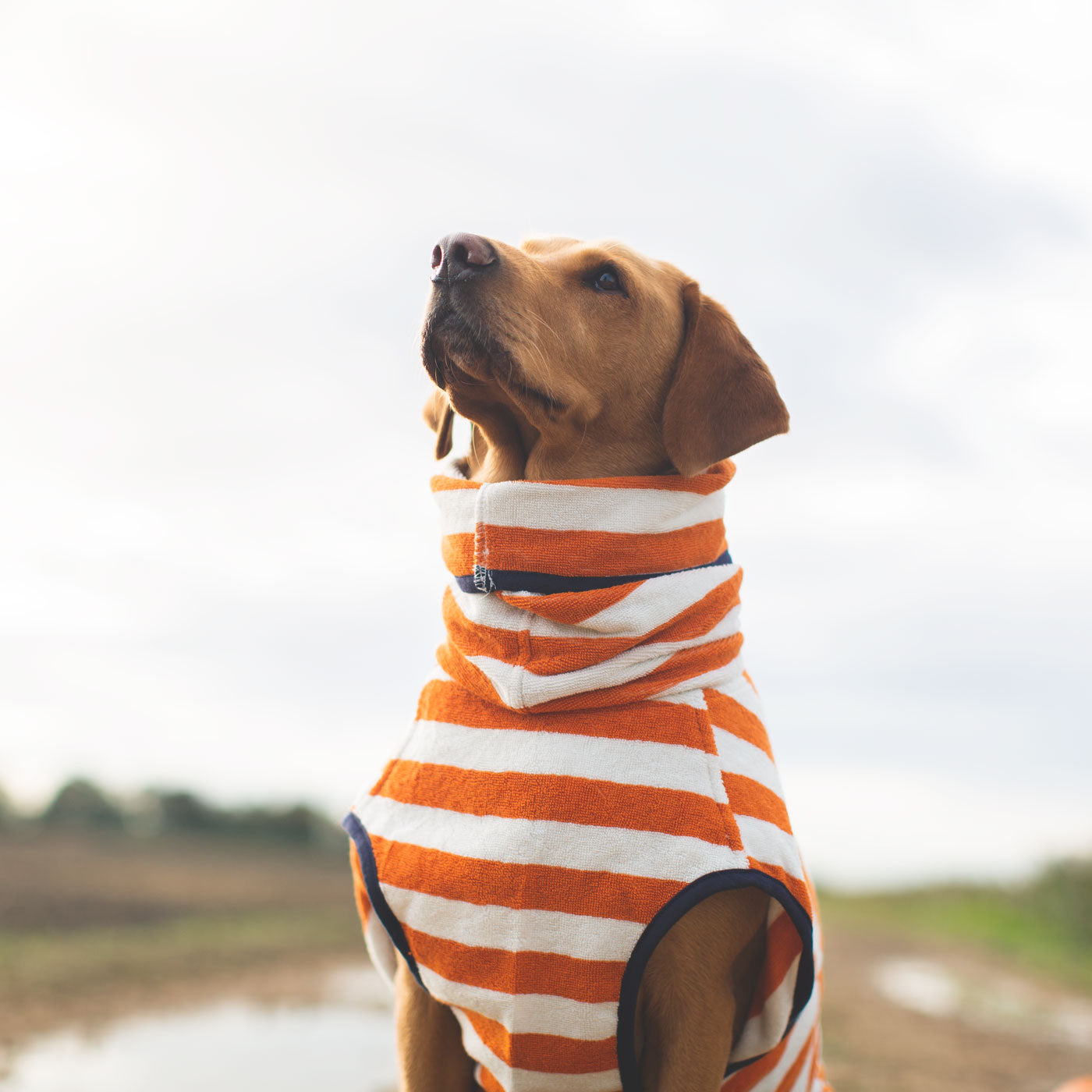Harbour Hounds orange stripe drying robe worn by Labrador
