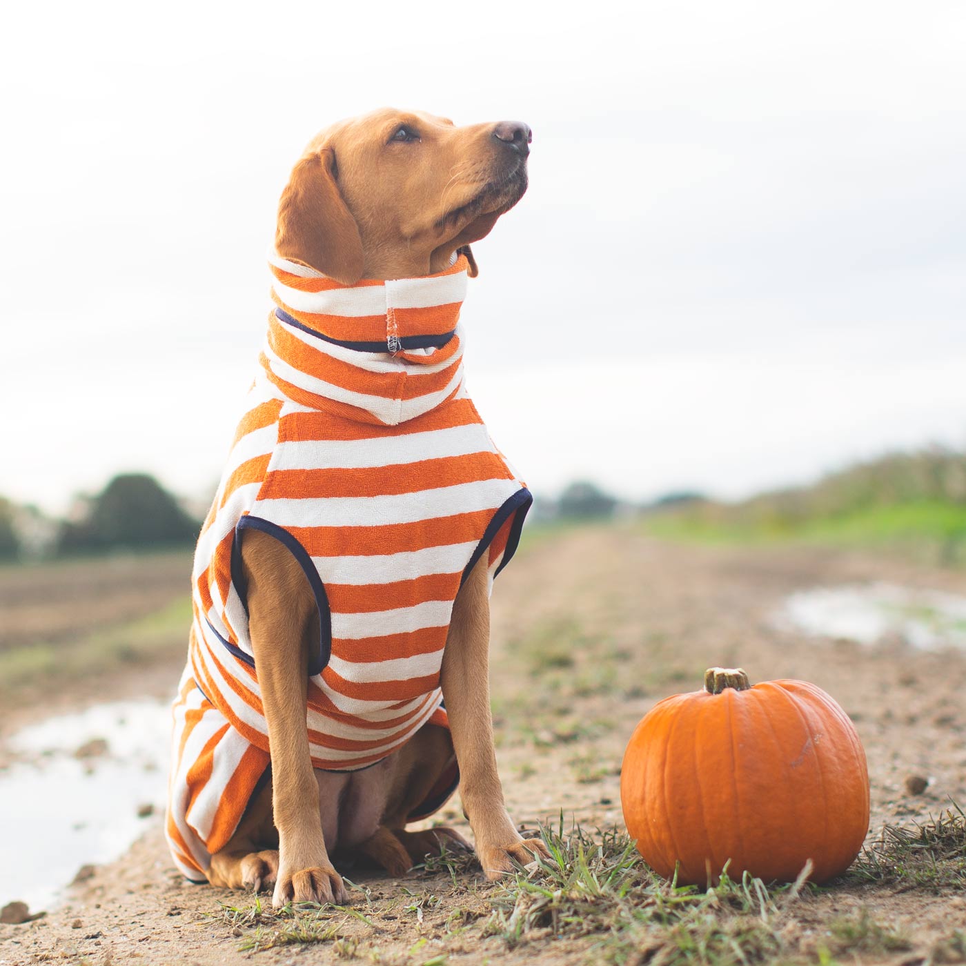Habour Hounds orange stripe drying robe with Labrador next to pumpkin