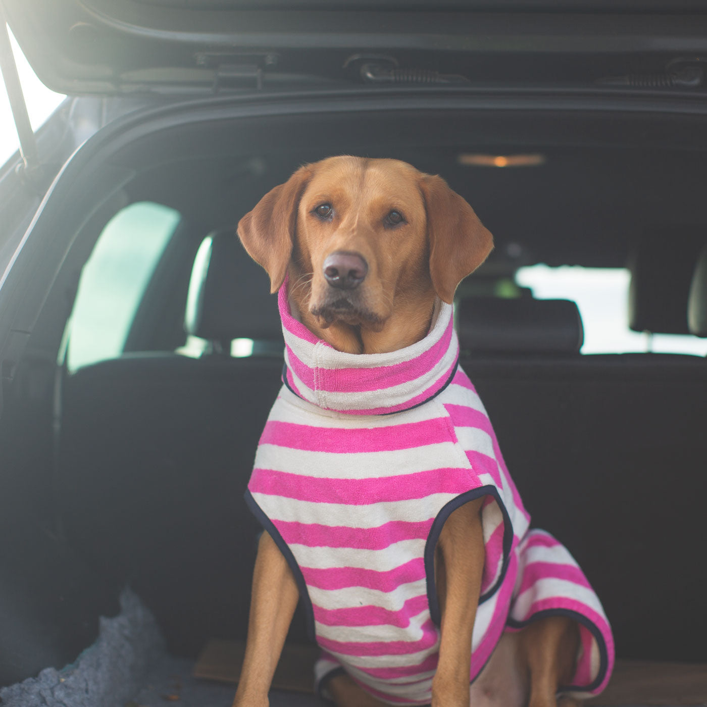 Harbour Hounds pink stripe drying robe on Labrador in the back of a car