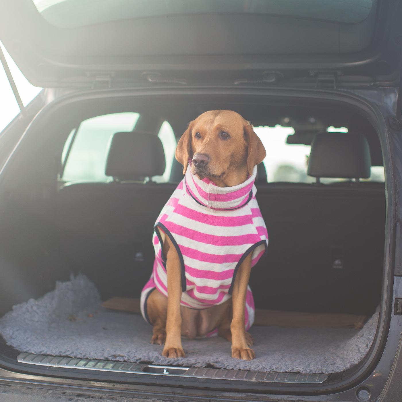 Harbour Hounds pink stripe drying robe worn by Labrador