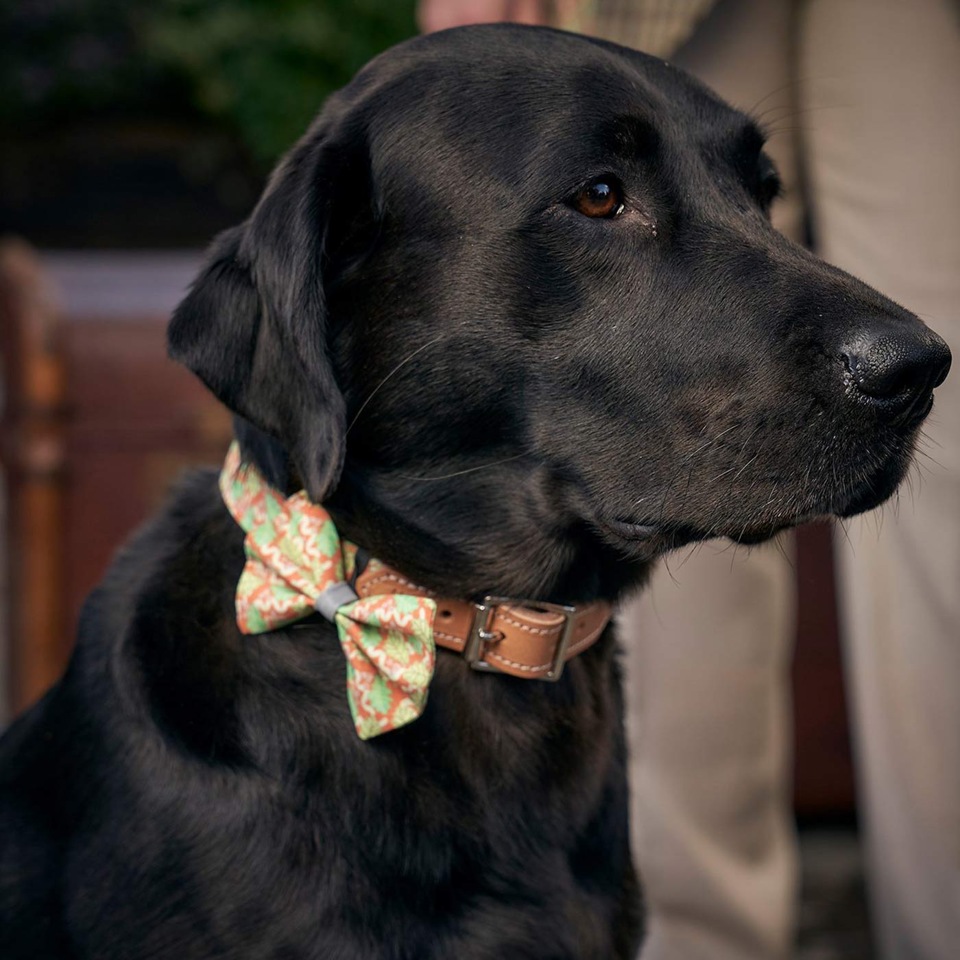 [colour:oak leaf] Set & accessorise your pooch ready for a stylish dog walk with Hiro + Wolf X L&L Dog Bow Tie, the perfect dog walking accessory! Made using strong webbing lining to provide extra strength! Available in 3 stylish designs and one sizes at Lords & Labradors