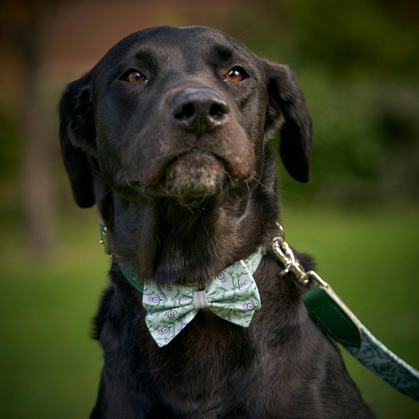 [colour:stag]  Set & accessorise your pooch ready for a stylish dog walk with Hiro + Wolf X L&L Dog Bow Tie, the perfect dog walking accessory! Made using strong webbing lining to provide extra strength! Available in 3 stylish designs and one sizes at Lords & Labradors