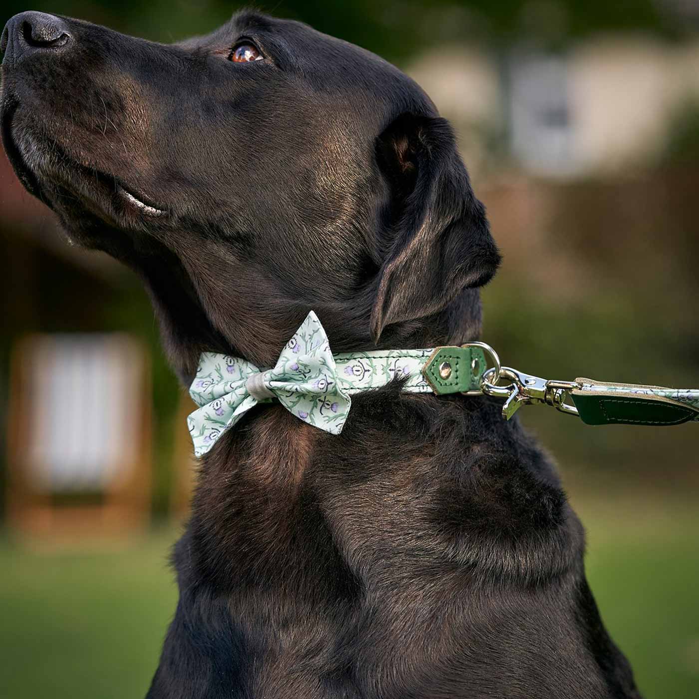 [colour:stag] Set & accessorise your pooch ready for a stylish dog walk with Hiro + Wolf X L&L Dog Bow Tie, the perfect dog walking accessory! Made using strong webbing lining to provide extra strength! Available in 3 stylish designs and one sizes at Lords & Labradors