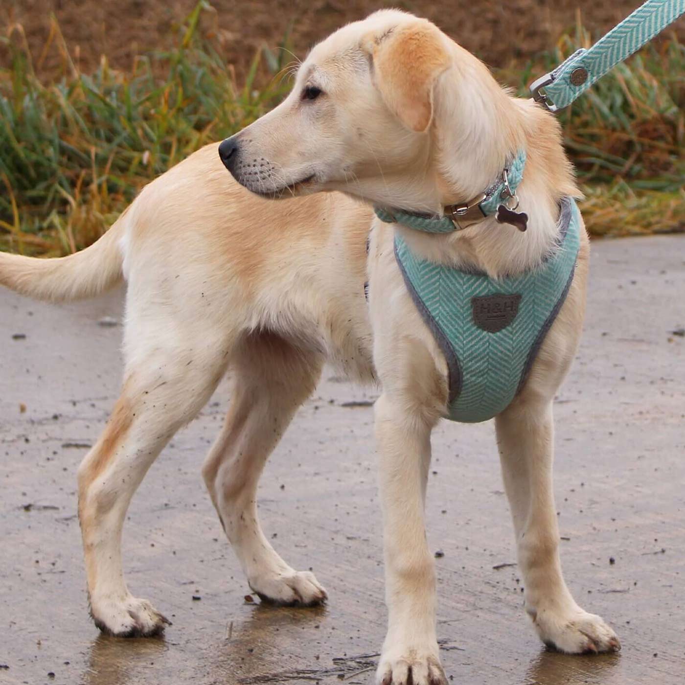 Hugo & Hudson Aqua Herringbone Dog Collar