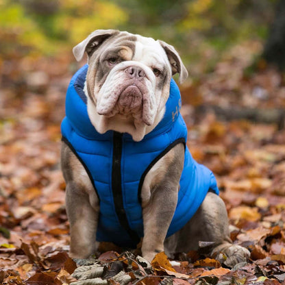 Bulldog Clothes Best Winter Coat For English Bulldog English