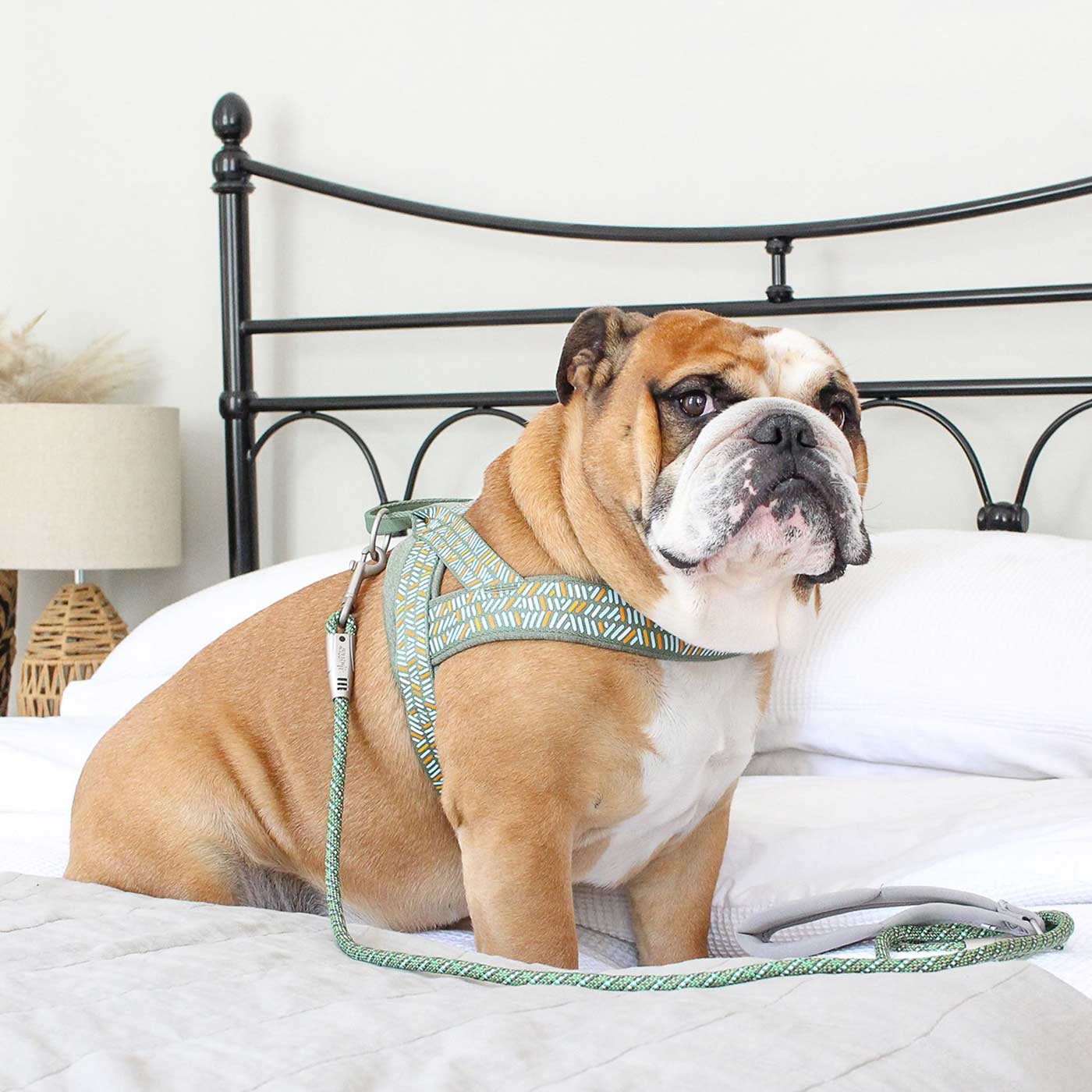 Razzle Dazzle H Dog Harness Walking Accessories Lords & Labradors