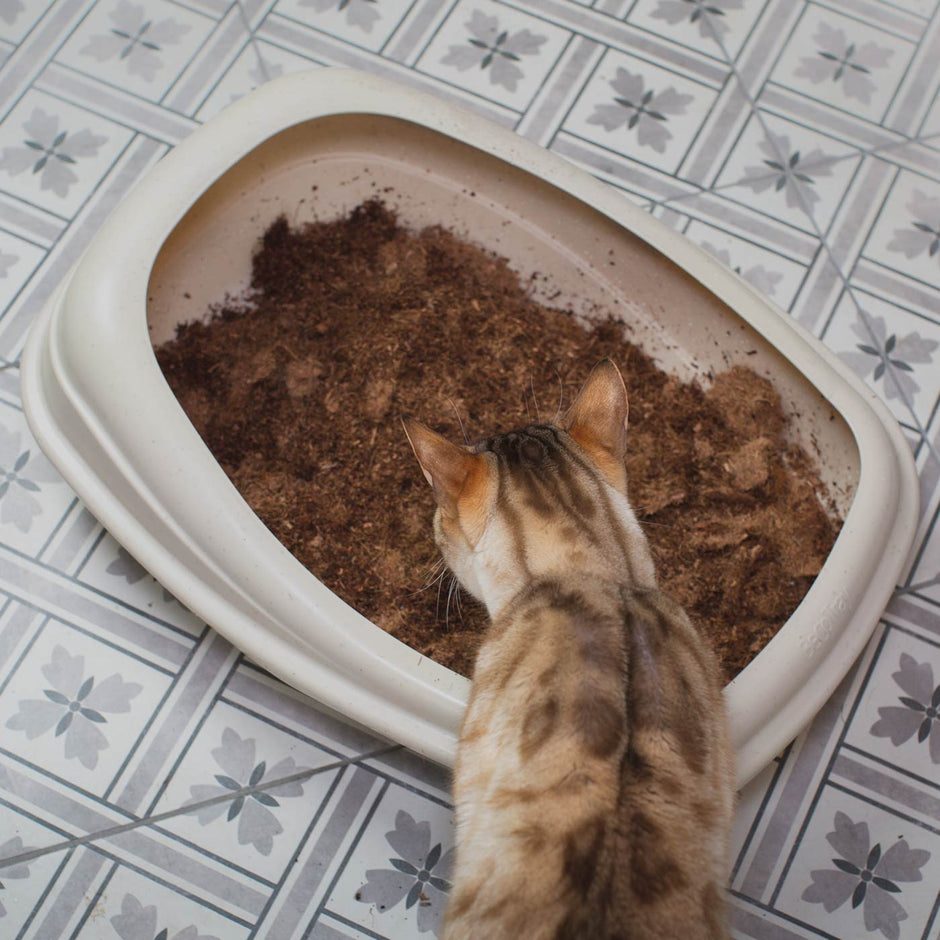 Clumping vs NonClumping Cat Litter L&L Info Hub Lords & Labradors