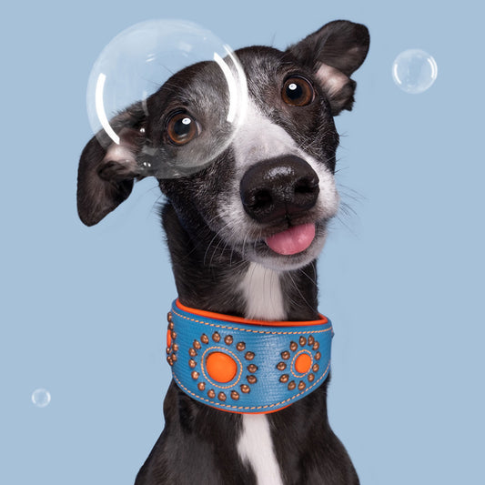 Jones Greyhound Dog Collar by DWAM