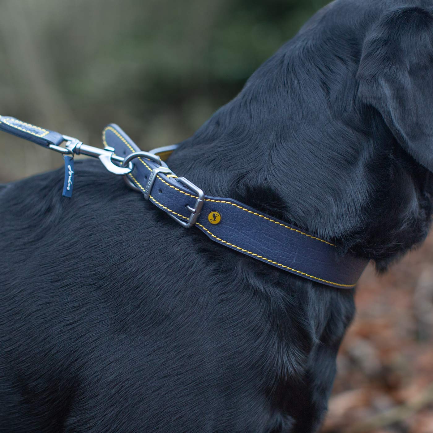 Joules navy leather dog collar on Labrador outdoors