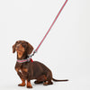 Joules Coastal Red & Navy Dog Lead