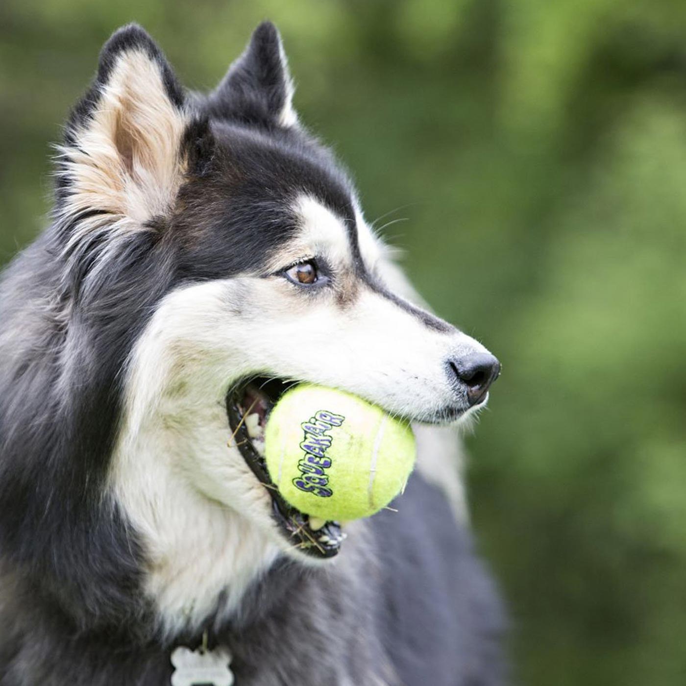 Husky with KONG SqueakAir Tennis Balls 3 Pack Outside Lifestyle