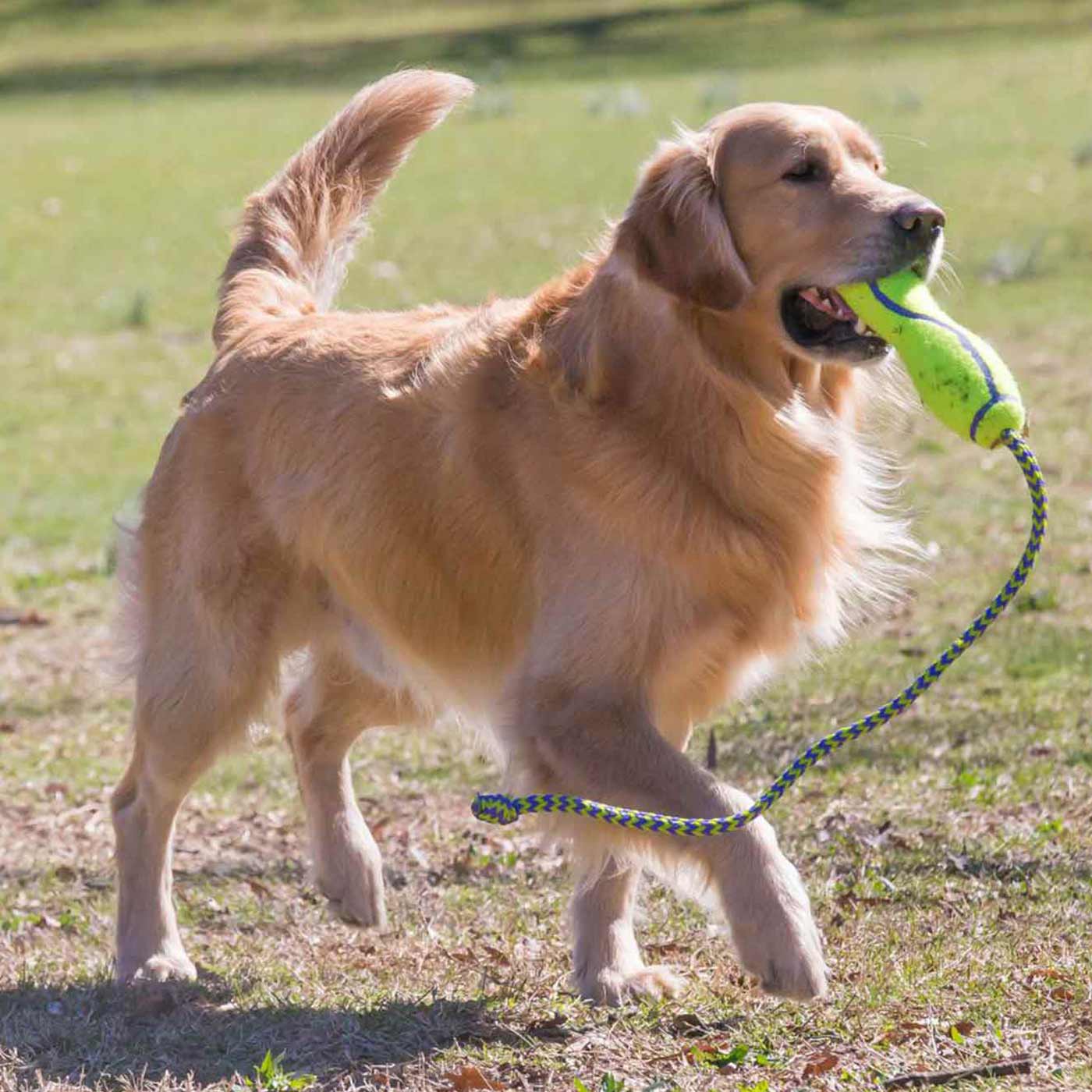 KONG Airdog Fetch Stick With Rope
