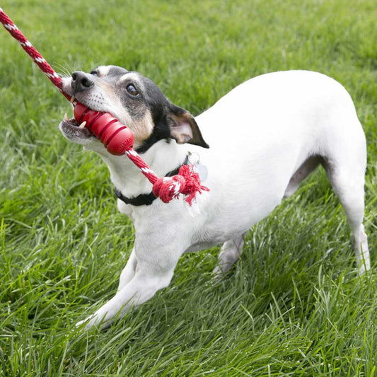 Dog Playing With The KONG Dental With Rope 