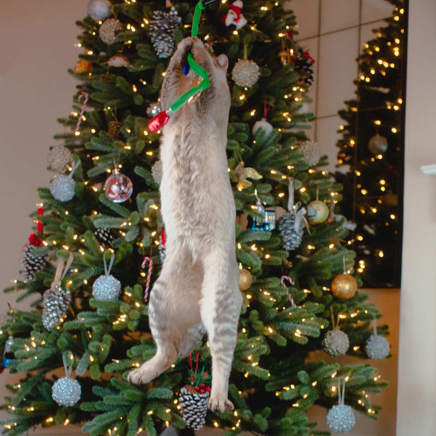 KONG holiday laser teaser light cat jumping
