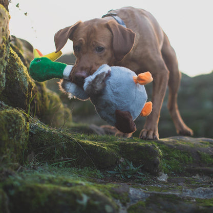 KONG shakers honkers duck in Labradors mouth outdoors
