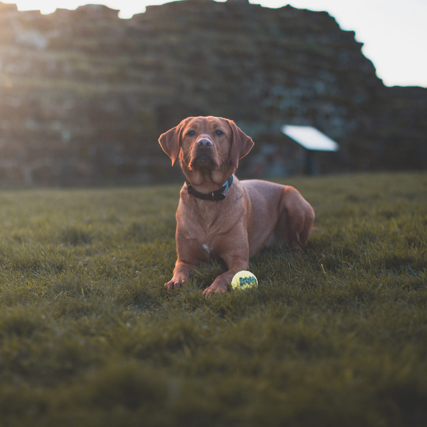 KONG squeakair tennis ball in front of Labrador