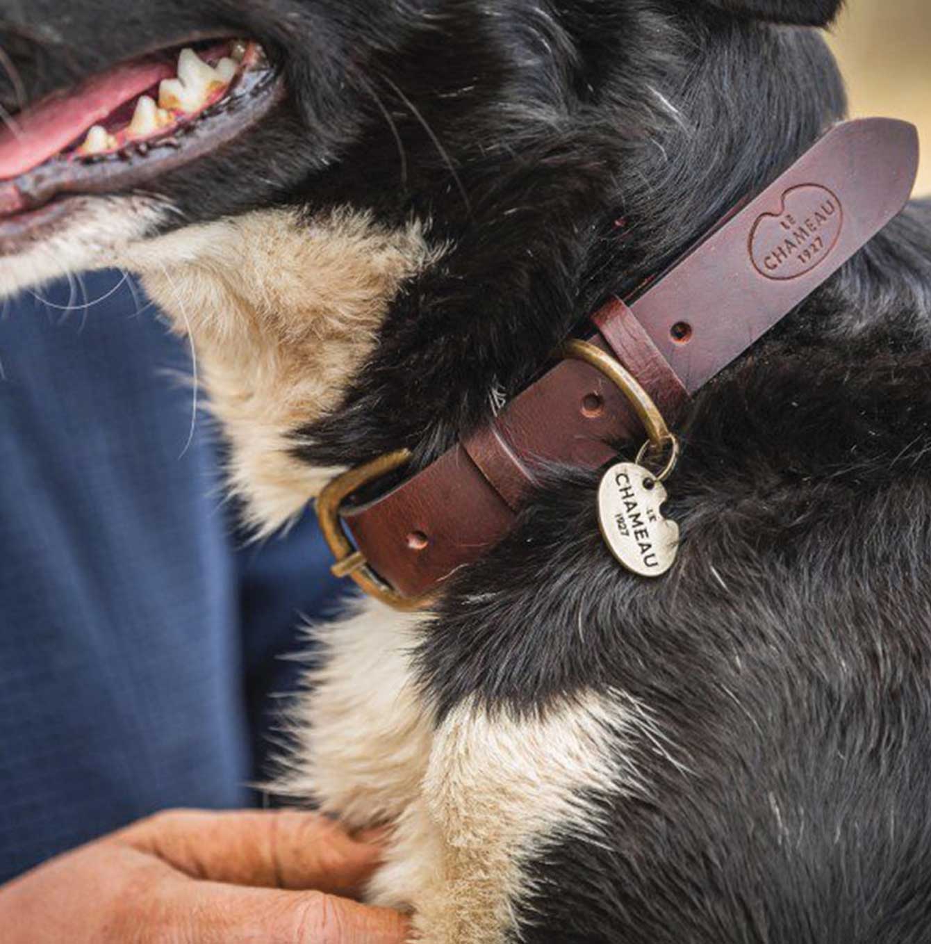 Le Chameau marron dog collar on black dog