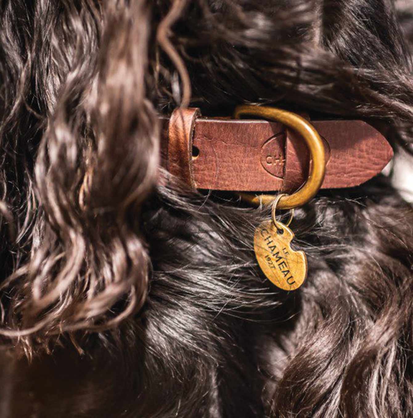 Le Chameau marron dog collar on brown dog