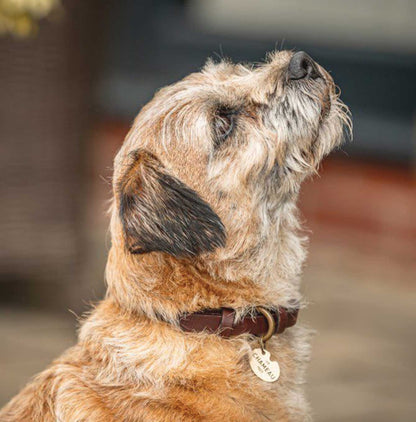Le Chameau marron dog collar on light brown dog