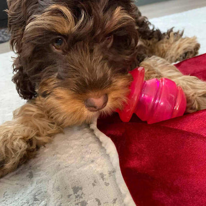 Little Buddy Puppyfier - Pink