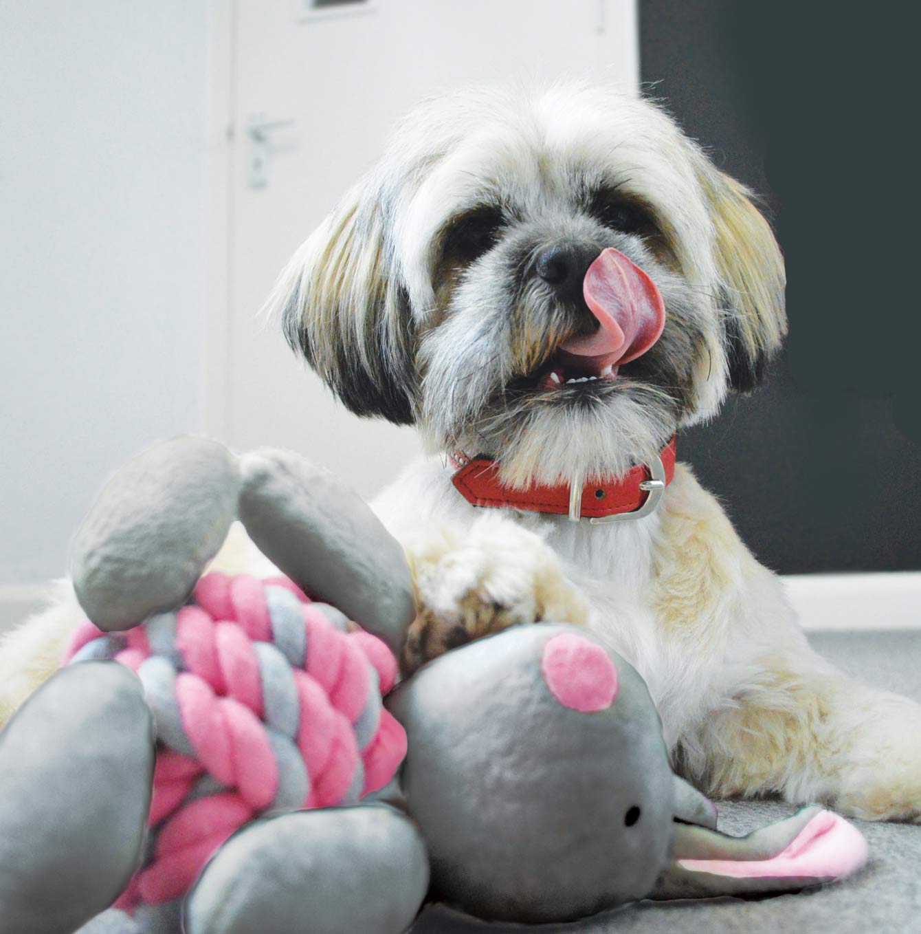 Knottie Bunny | Little Rascals Puppy Toys | Lords & Labradors