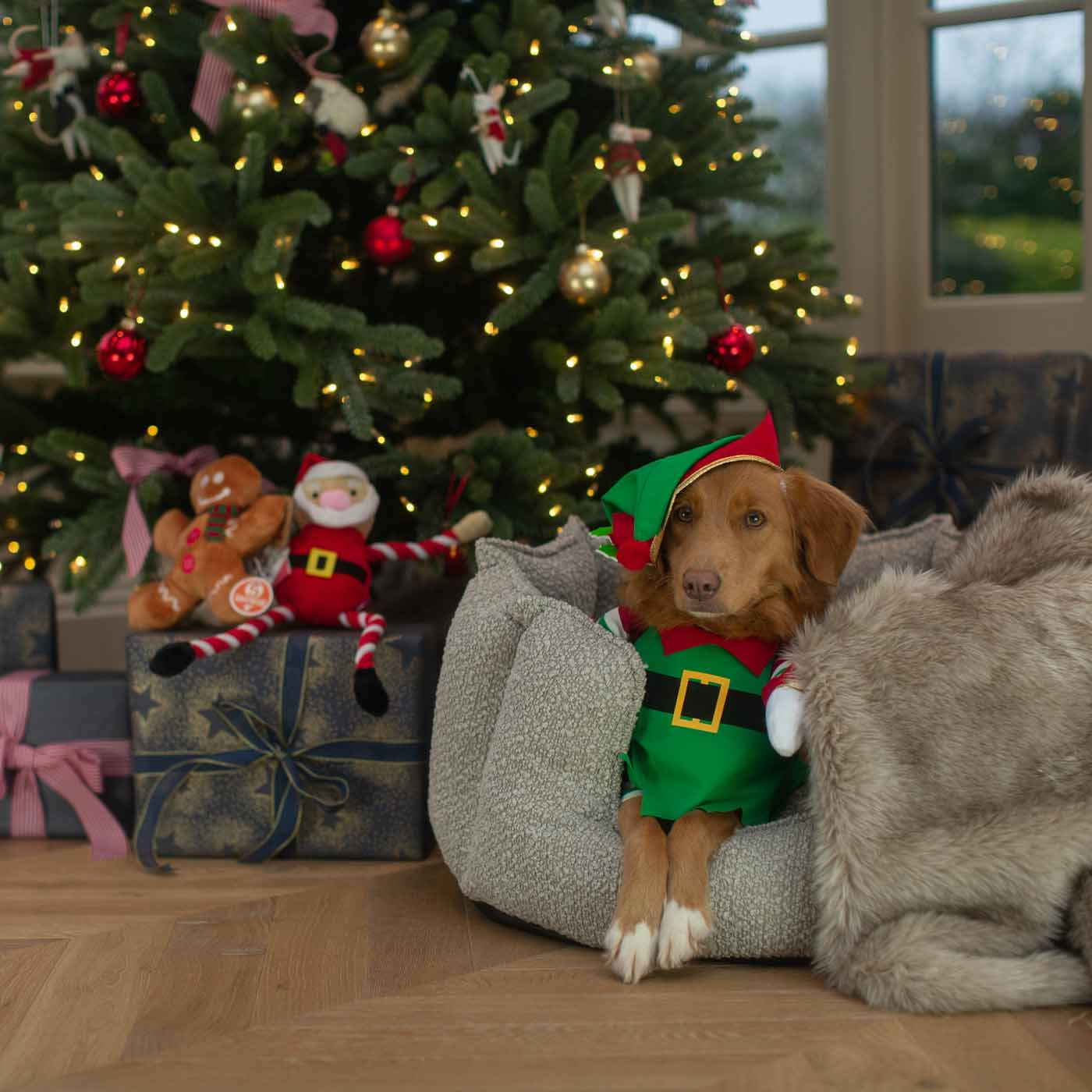 Christmas Elf Pup Fancy Dress Costume