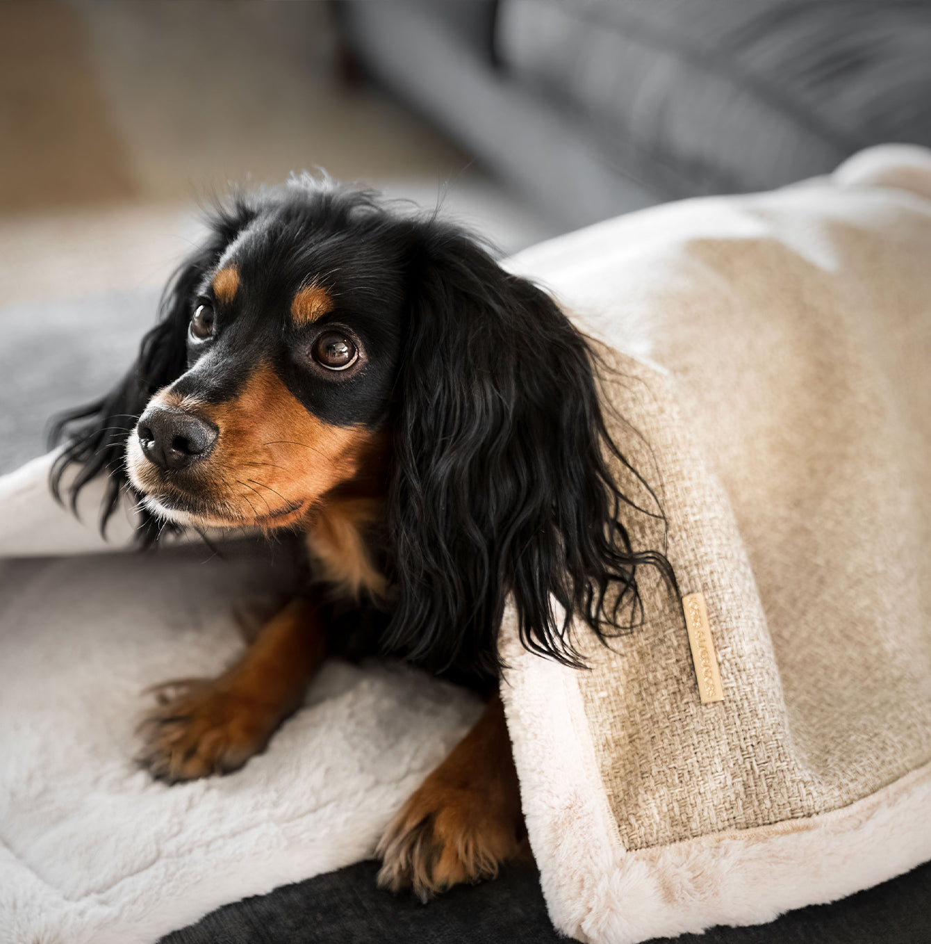 Present your furry friend with our luxuriously thick, plush blanket for your pet. Featuring a reverse side with hardwearing woven fabric handmade in Italy for the perfect high-quality pet blanket! Essentials Herdwick Blanket In Sandstone, Available now at Lords & Labradors 