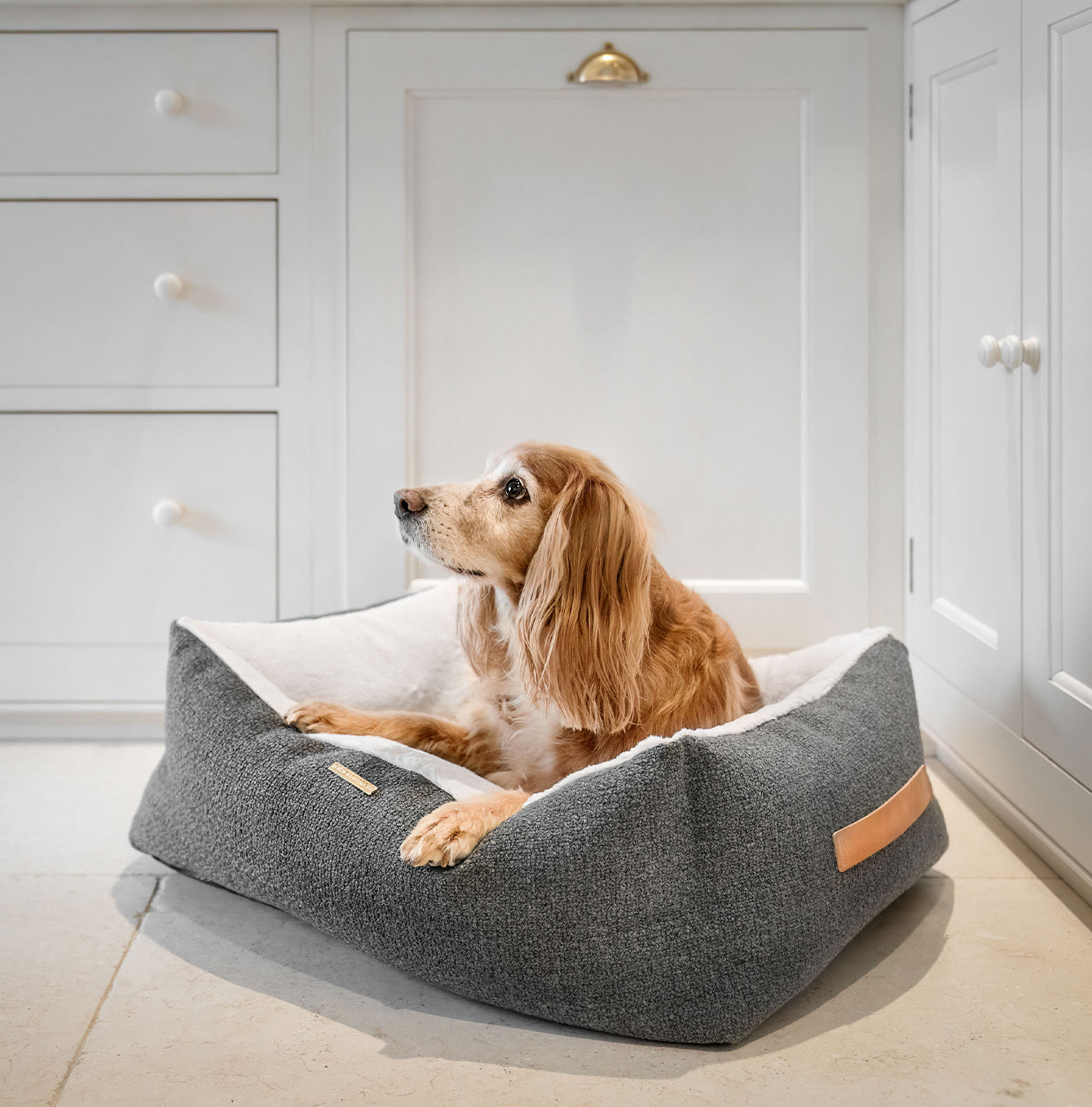 Dog Beds Collars Accessories for Bulldogs Lords Labradors