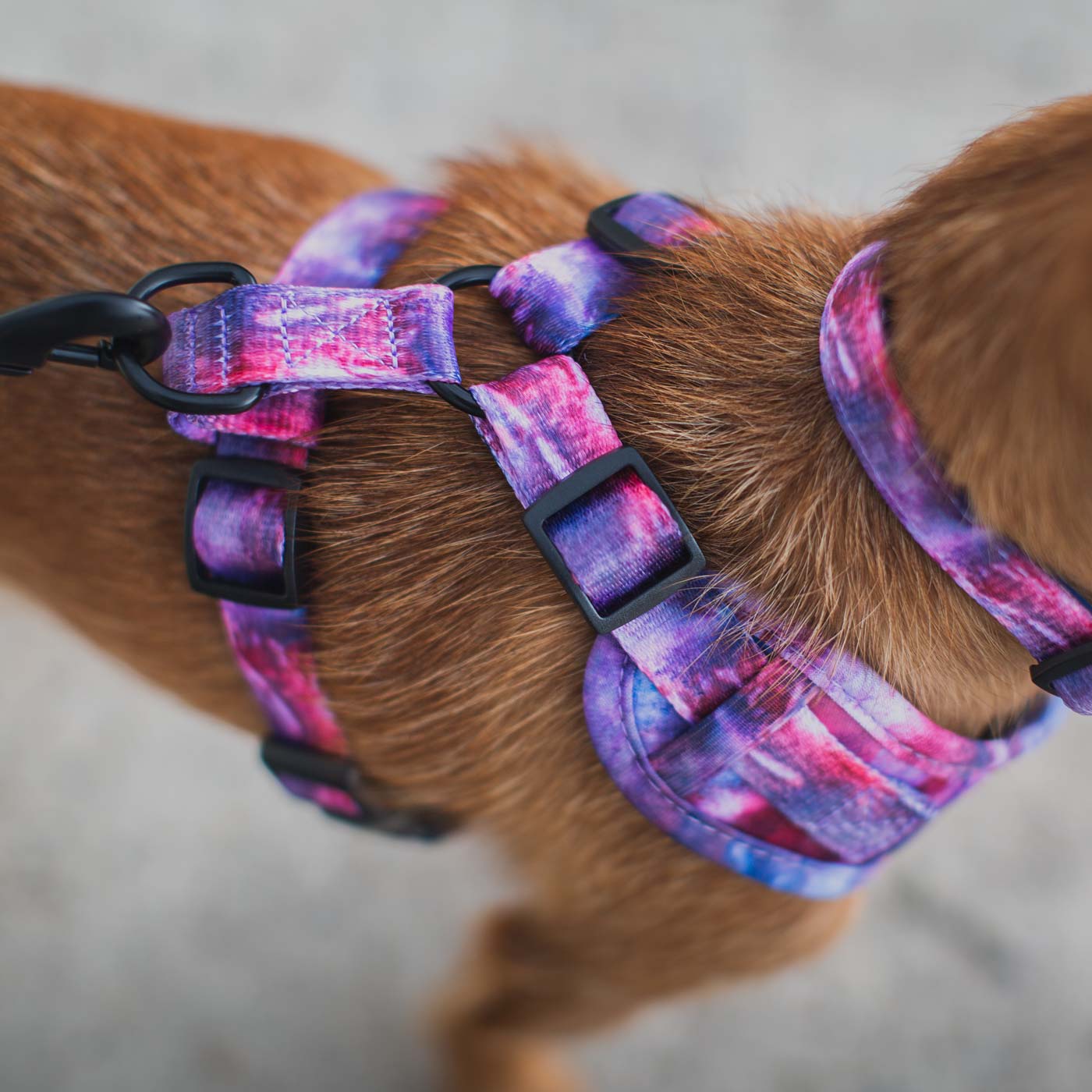 Love Nala purple harness close up of buckle