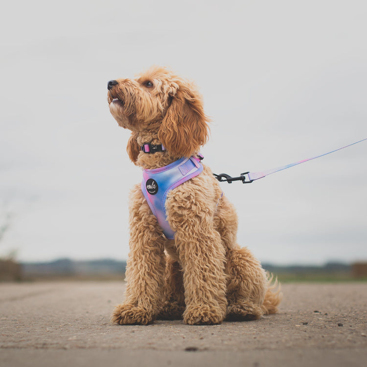 Nala Cockapoo Cockapoo Beds, Collars, and Accessories | Lords & Labradors