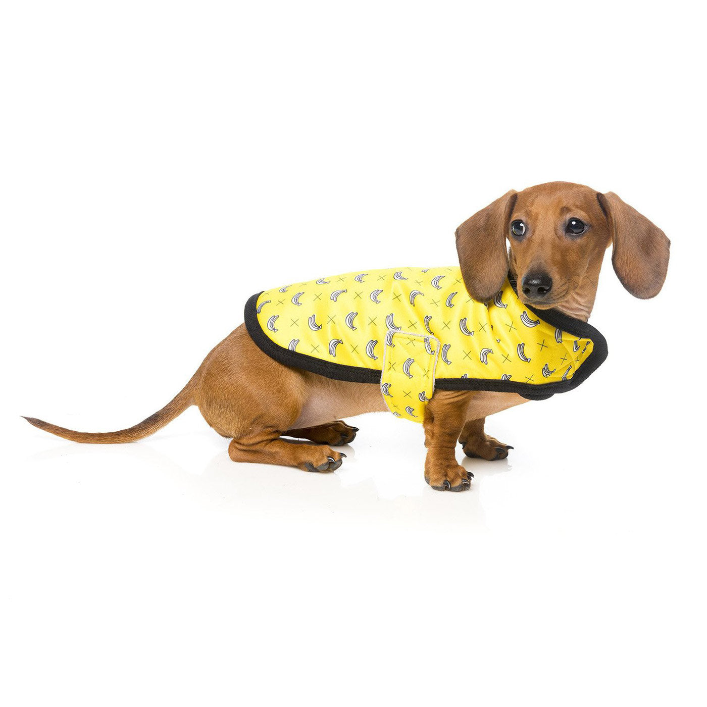 Discover FuzzYard Monkey Mania Wrap Coat. Featuring Velcro fastened straps, and Machine washable. Available in 4 sizes at Lords & Labradors