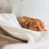 Dog & Puppy Velvet Blanket By Lords & Labradors
