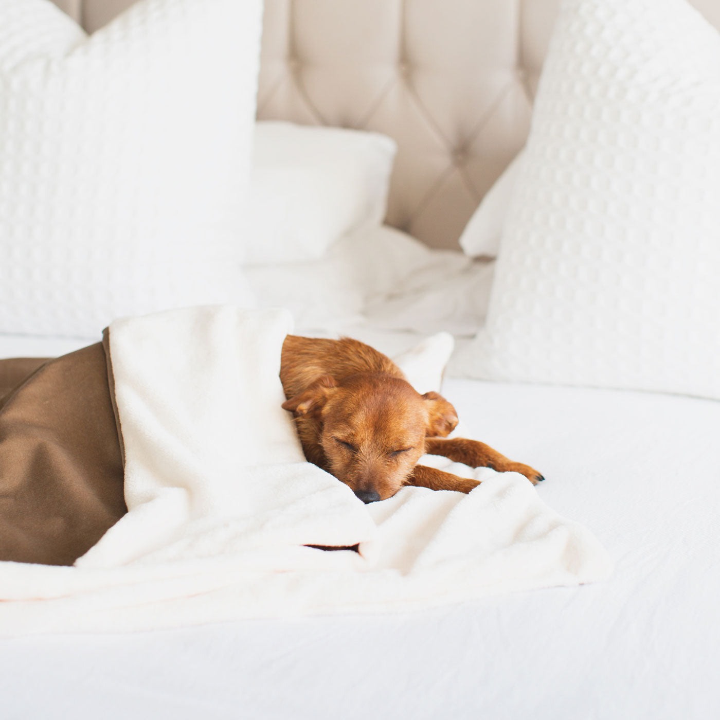  Discover Our Luxurious Mushroom Velvet Dog Blanket With Super Soft Sherpa & Teddy Fleece, The Perfect Blanket For Puppies, Available To Personalise And In 2 Sizes Here at Lords & Labradors
