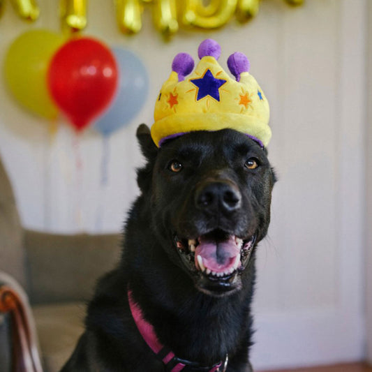 Dog At A Birthday Party With The P.L.A.Y. Party Time Canine Crown Toy Plush Dog Toy On His Head