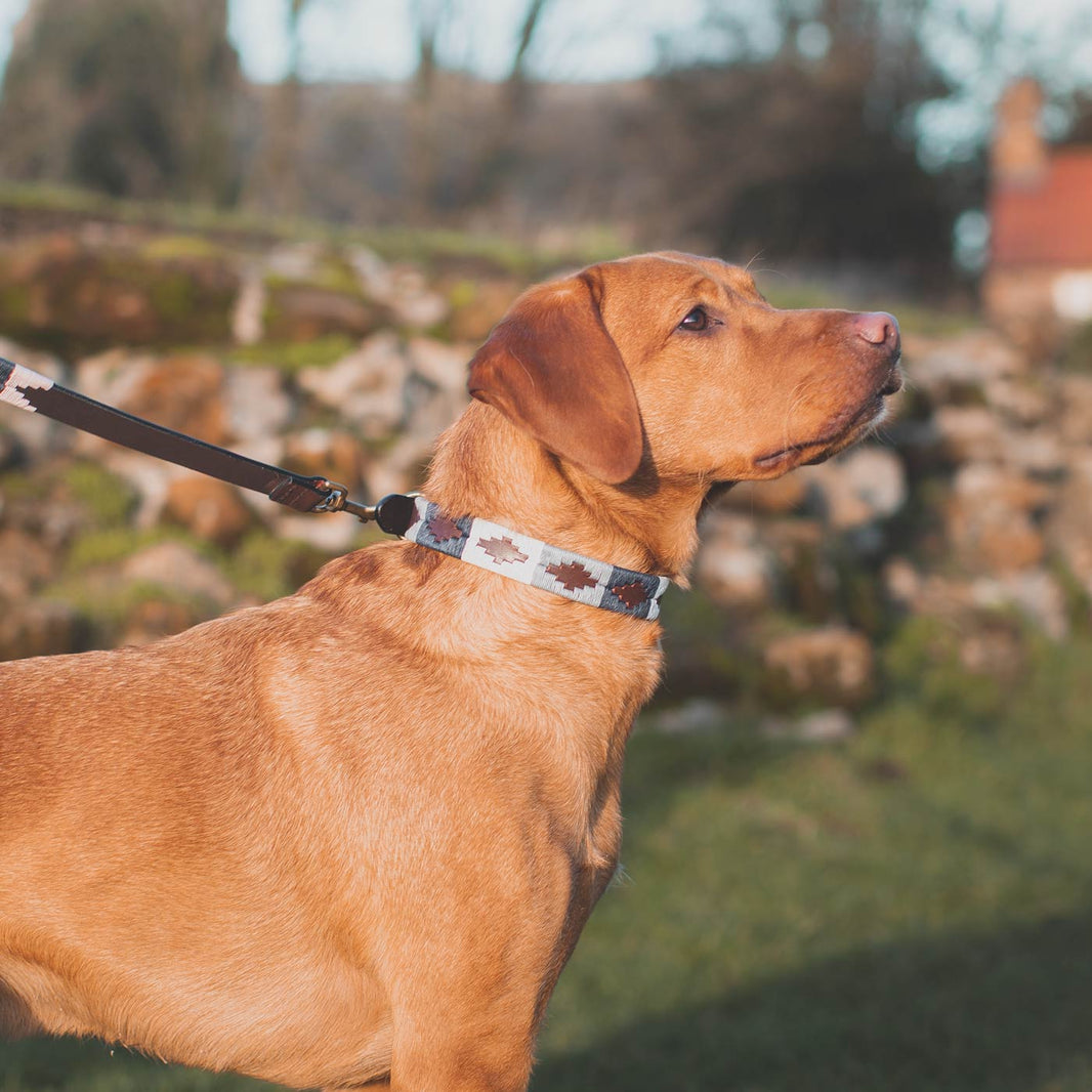 Leather Dog Collars, Harnesses & Leads Lords & Labradors Page 2