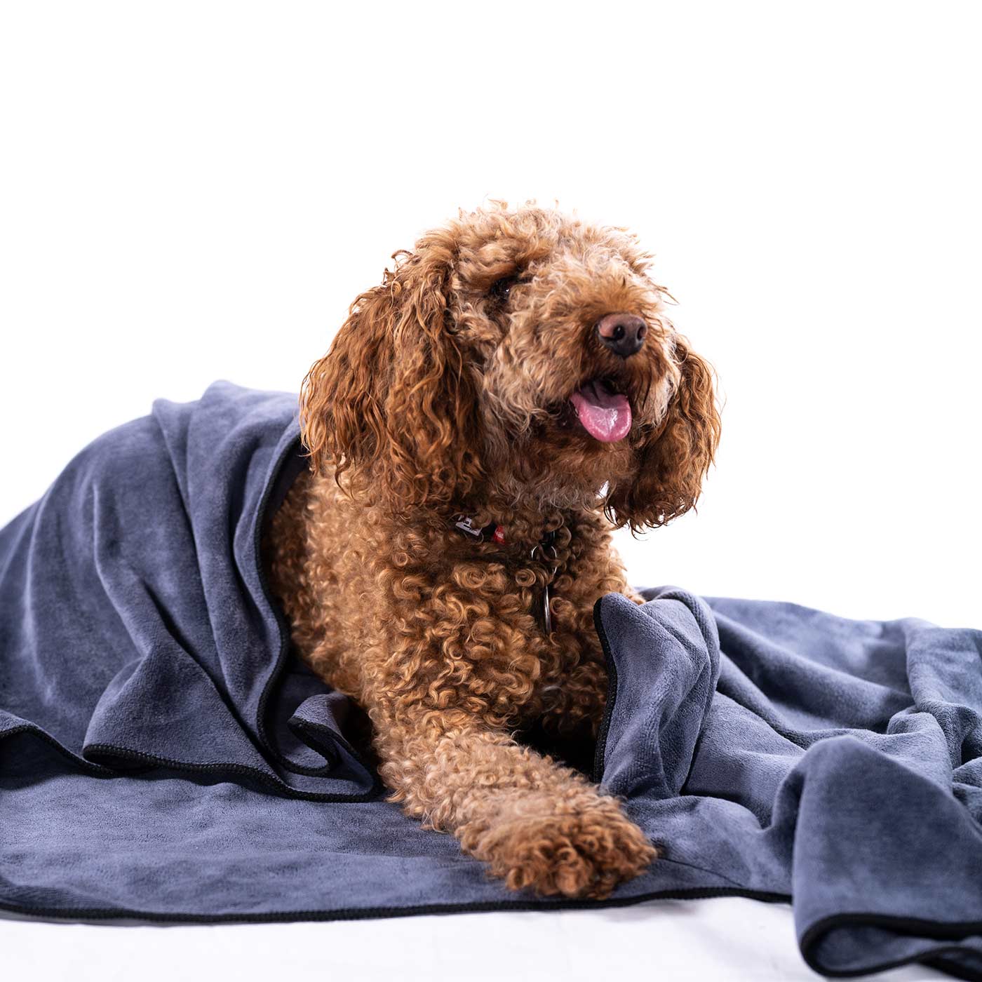 Pawdaw of London Luxury Microfibre Blanket for Dogs