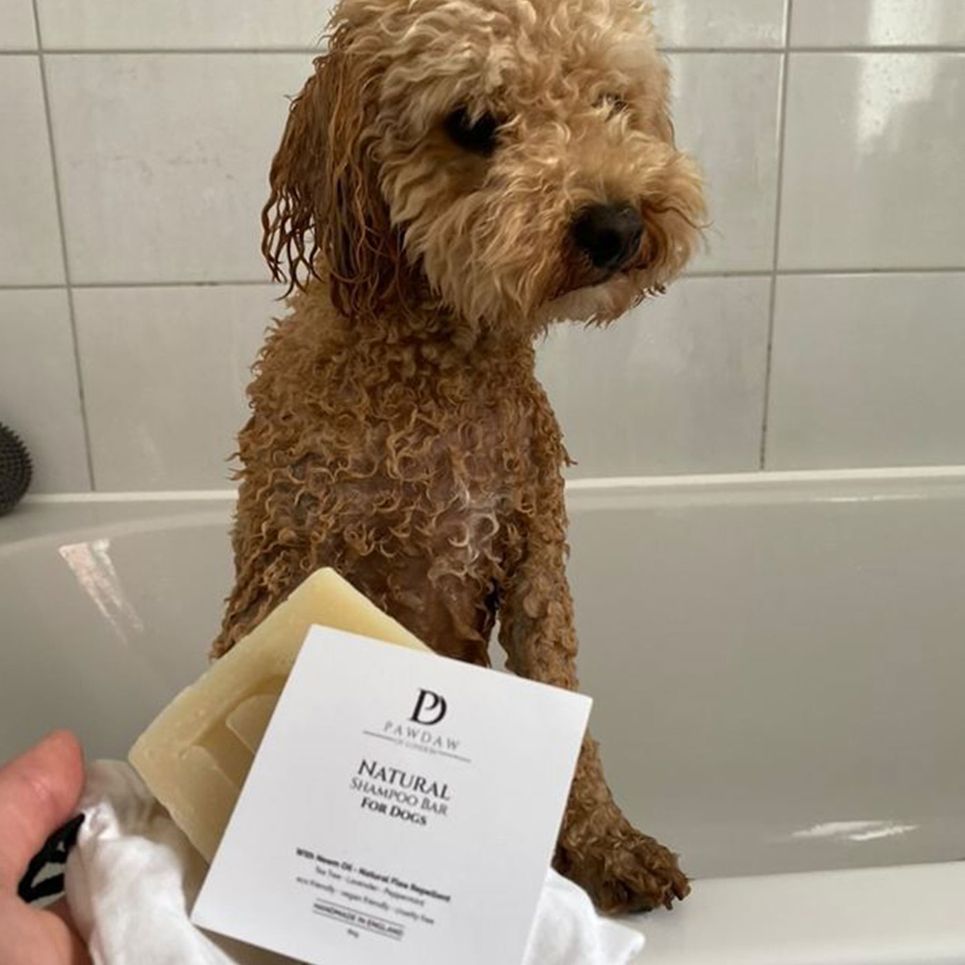 Dog Being Washed In a Bath Tub With Pawdaw of London Natural Shampoo Bar with Neem Oil