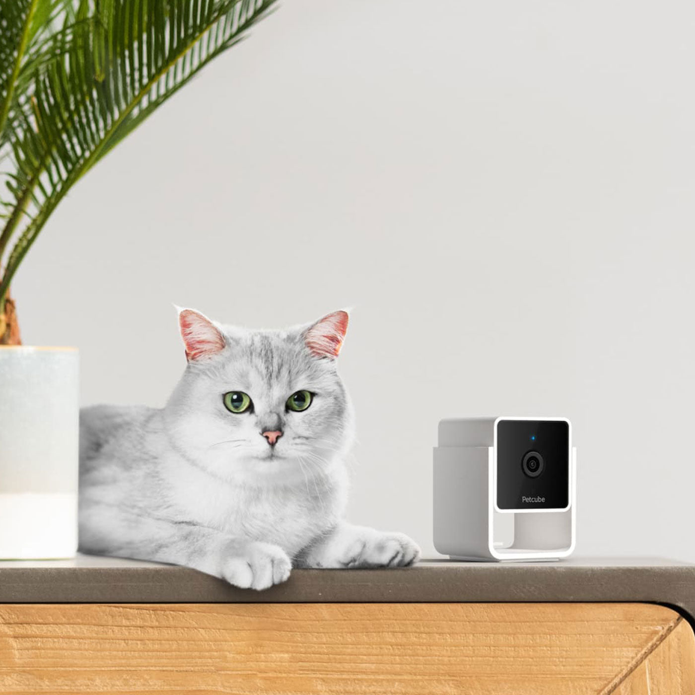 Petcube 2-Way Audio HD Camera with Night Vision Lords and